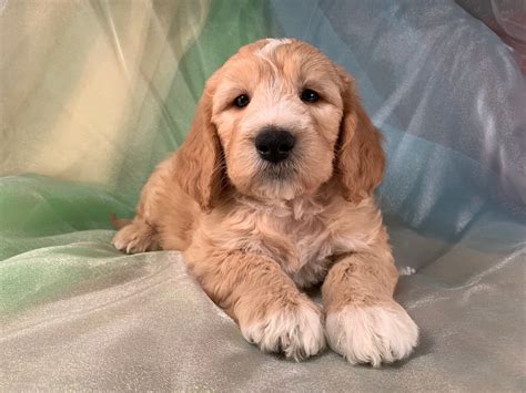 Mini Goldendoodle Breeders, Iowa Pups, Parti Colored, Professional