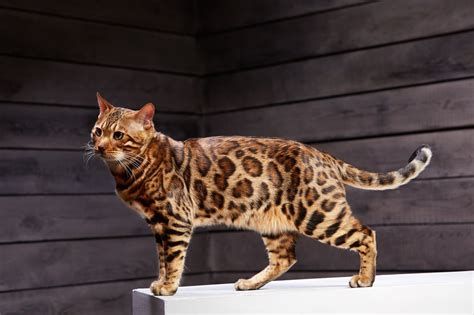 Bengal Cat Size