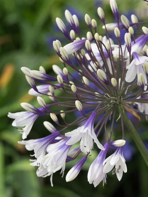 Agapanthus 'Fireworks' - Fairweather's Nursery | Agapanthus, Agapanthus ...