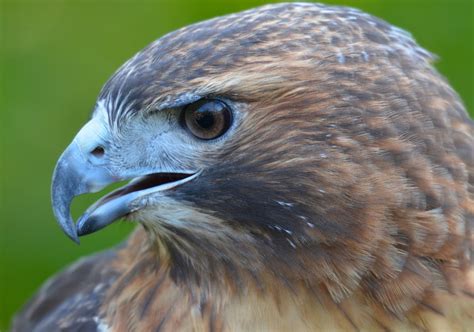 Red and the Peanut: A Red-tailed Hawk's beak...