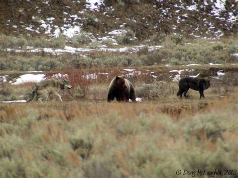 Lamar Canyon Pack: Yellowstone Wolf Photos Citizen Science