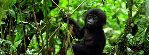 11 Days Uganda, Rwanda & Congo Safari Holiday - Amakula African Safaris ...