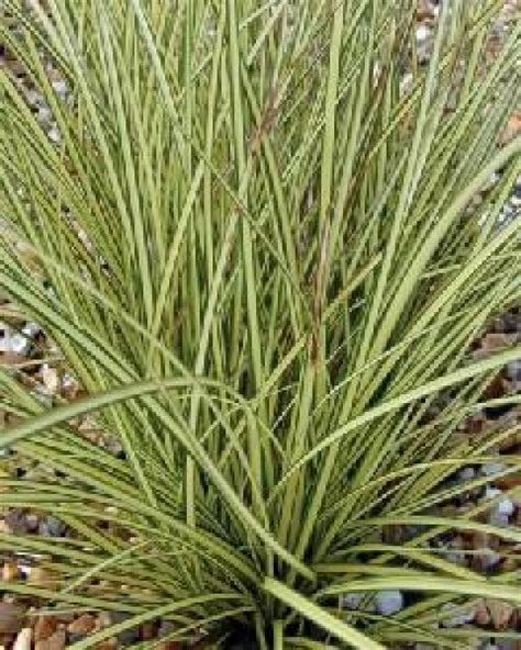 Sedges - Carex