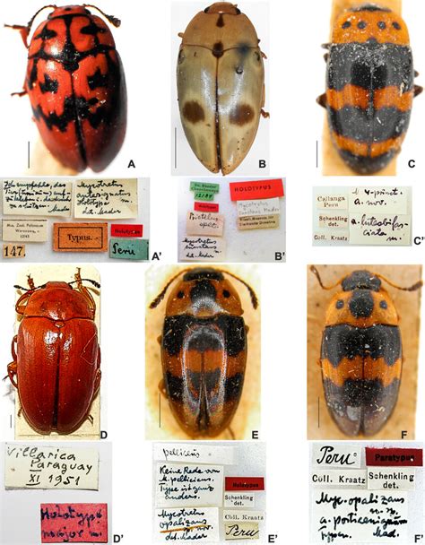 A-B, D-F. Mader primary types (dorsal, labels). A-A'. Holotype of ...