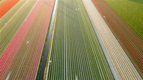 Tulip Fields in The Netherlands - Visiting The Dutch Countryside