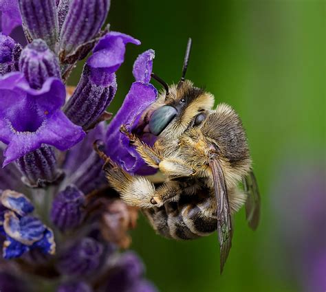 Green-eyed Flower Bee | Holton Lee, Dorset. | Paul | Flickr