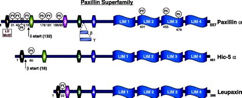 Paxillin: Adapting to Change | Physiological Reviews