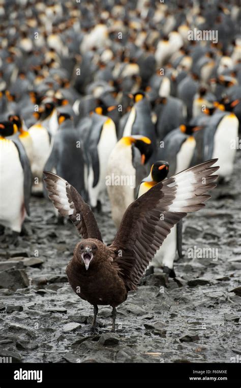 Skua penguin hi-res stock photography and images - Alamy