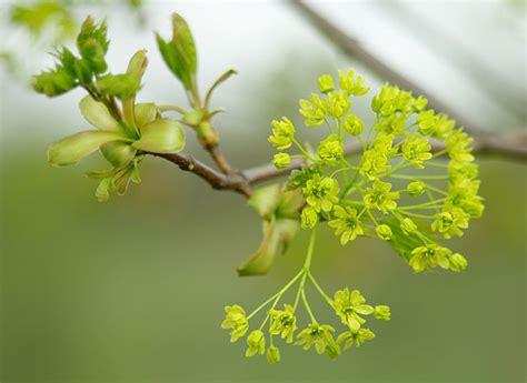 How to Identify & Propagate Norway Maple (Acer platanoides)