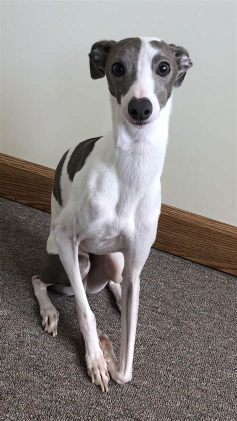 This is my Italian greyhound Mike! : r/aww