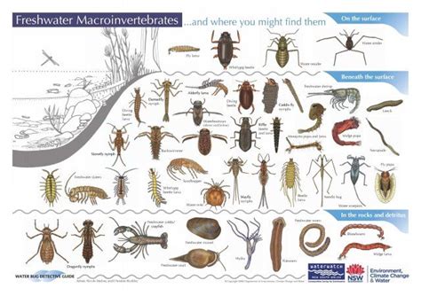 Freshwater Aquarium Pests Identification - Aquariuman