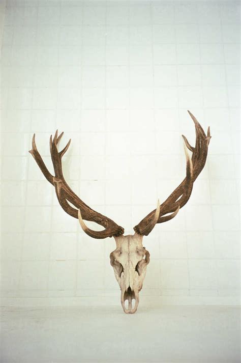 Antelope skull stock photo