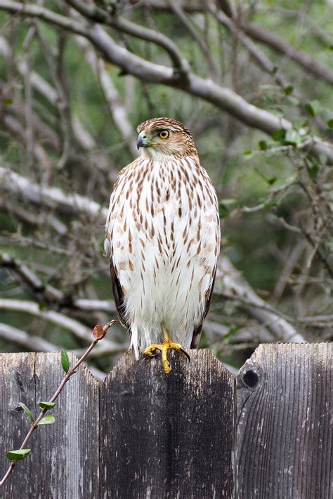 Hawk ID - Juvenile? Seen in my Austin, TX backyard this morning : r ...