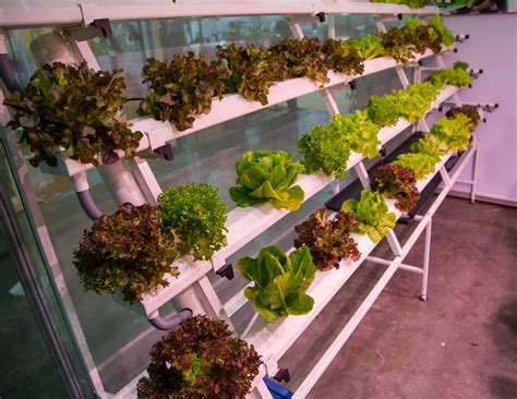 Best indoor hydroponic garden system for Growing food-TreesIndoor