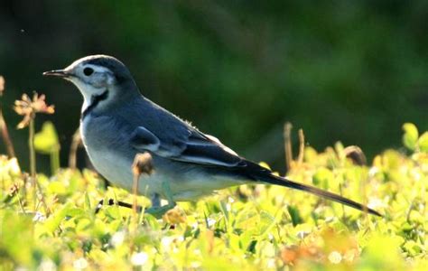 Motacilla alba yarrellii, Pied Wagtail, identification guide