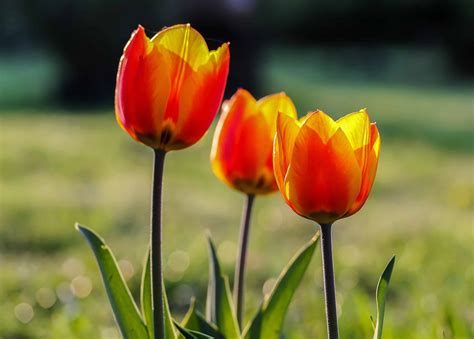 Foto gratis: tulipano, flora, estate, giardino, foglia, natura, fiore, pianta