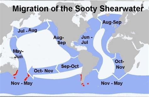 Sooty Shearwater Migration