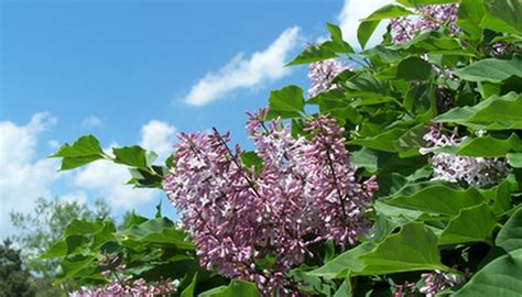 Care of a Mature Lilac Bush | Garden Guides