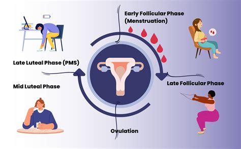 Understanding Your Menstrual Cycle: A Comprehensive Guide - Gynae Fit