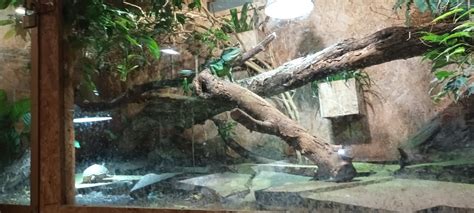 Tortoise, Chinese water Dragon and Plumed Basilisk Habitat - ZooChat