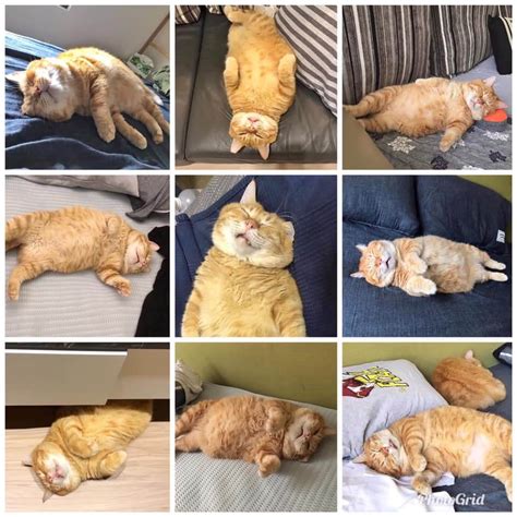 SAT. From Stray to Snooze: The Heartwarming Tale of Fuxiang, the Chubby ...