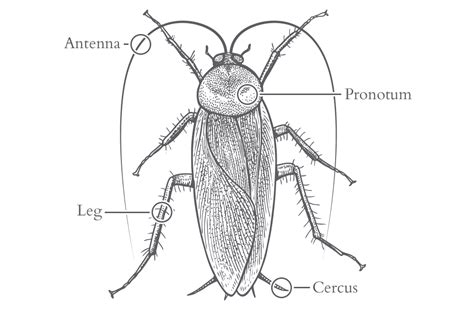 Cockroach Identification In Jacksonville, FL | Lindsey Pest Services