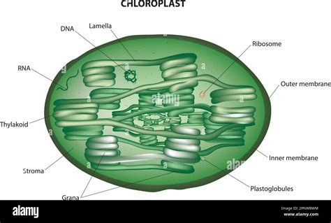 Download Animal Cell Diagram Unlabeled Chloroplast