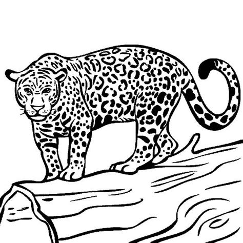 Printable Adult Coloring Pages Jaguar