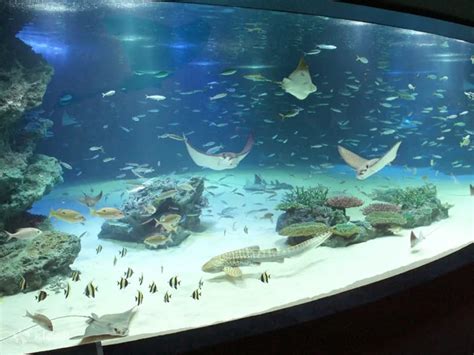 Sunshine Aquarium Tickets: How To Buy Online