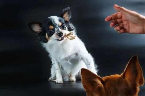 My Dog Ate a Chicken Bone, Now What? | MetLife Pet Insurance