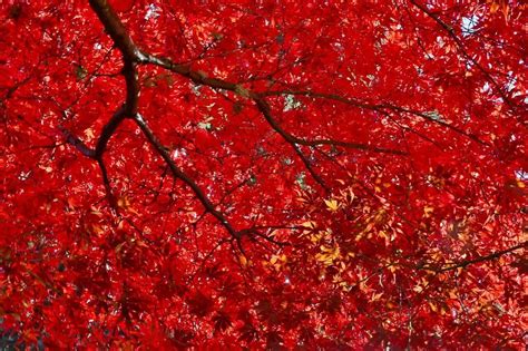 Red Maple Tips, planting Guide & Tricks | The Tree Center