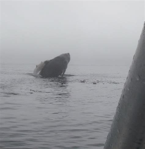 Humpback Whale breaching close to boat | Grizzly Bear Tours & Whale Watching, Knight Inlet