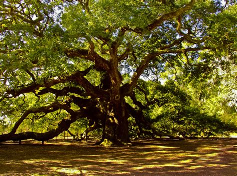 Angel Oak Tree Charleston SC - Louis Dallara Photography