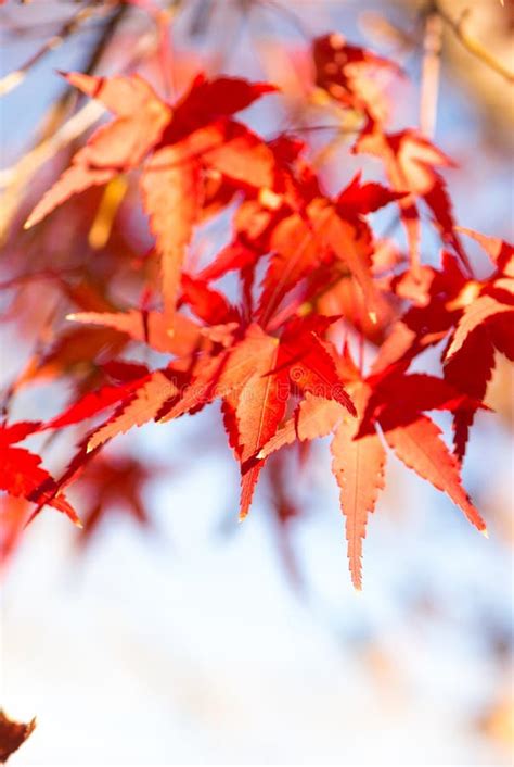 Red Maple Leaves on Tree in Autunm Season Stock Photo - Image of ...