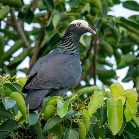 Click Here To See Per Wikipendia The white-crowned pigeon