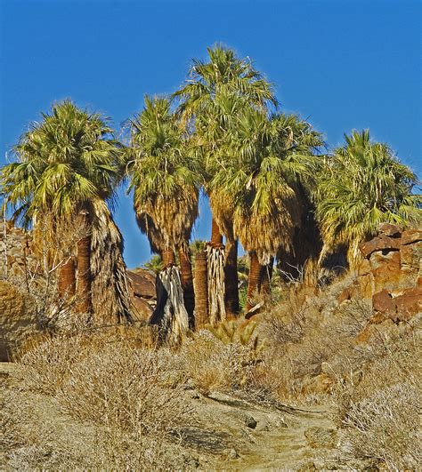 Desert Oasis Photograph by Stanley French