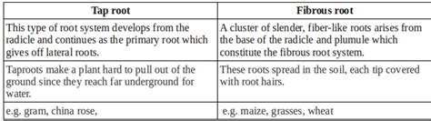 Difference between taproot and fibrous root - Biology - - 1479017 | Meritnation.com