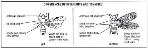 Anatomy Of Termite - Anatomical Charts & Posters