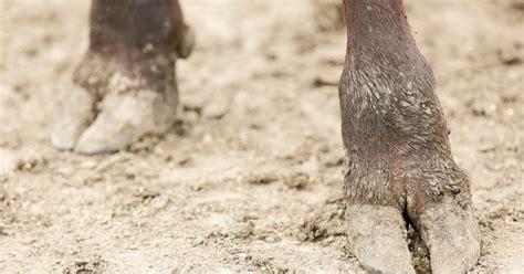 Five signs of foot rot and how you can stop it | Alltech