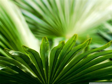 Tropical Palm Leaf Wallpaper (24+ images)