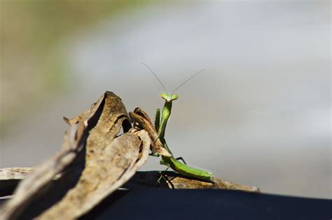 Insect Mantis Green - Free photo on Pixabay - Pixabay