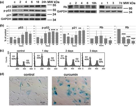 Analysis of proteins involved in the cell cycle arrest and of selected ...