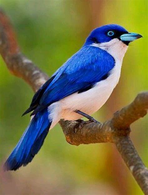 Blue vanga, Madagascar | Beautiful birds, Exotic birds, Colorful birds