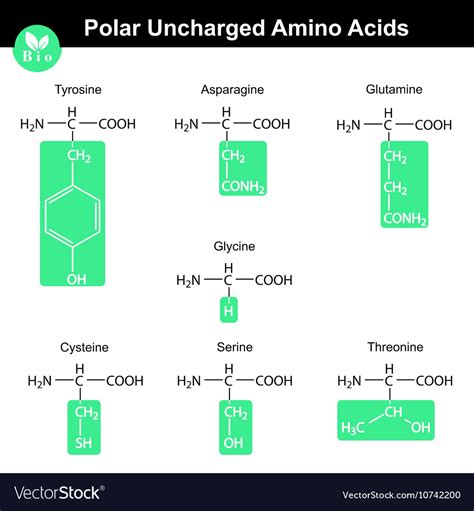 Amino Acids