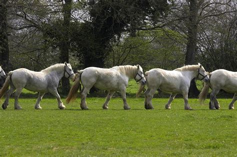 Draft Horse Diet: How Much Do They Really Eat? - Horse Rookie