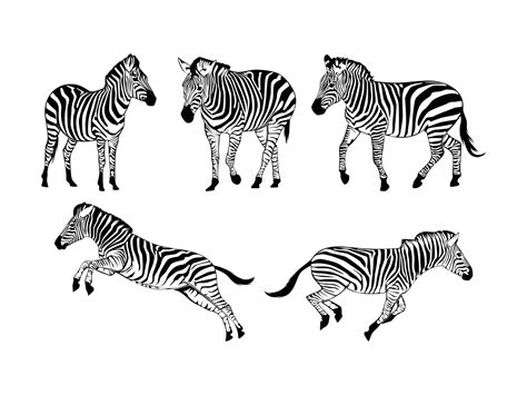 Set of Zebras Silhouette Isolated on a white background - Vector ...