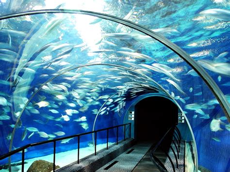 An Underwater Escalator! Shanghai’s Aquarium Takes You “Up Close” For A Fish Lover’s Dream Come ...