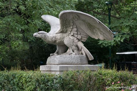 Eagle Sculptures at the Bronx Zoo (And Beyond), Part 1 | WCS Archives Blog