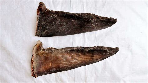 Central Marine Fisheries Research Institute to examine shark fins seixed by the DRI