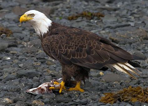 File:2010-bald-eagle-kodiak.jpg - Wikimedia Commons